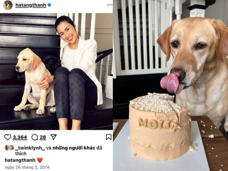 Tăng Thanh Hà bật khóc tạm biệt chú chó cưng sau 13 năm nuôi dưỡng, Lệ Quyên gửi lời chia buồn 8 Mỗi năm, nữ diễn viên đều ăn mừng sinh nhật của Molly và April.