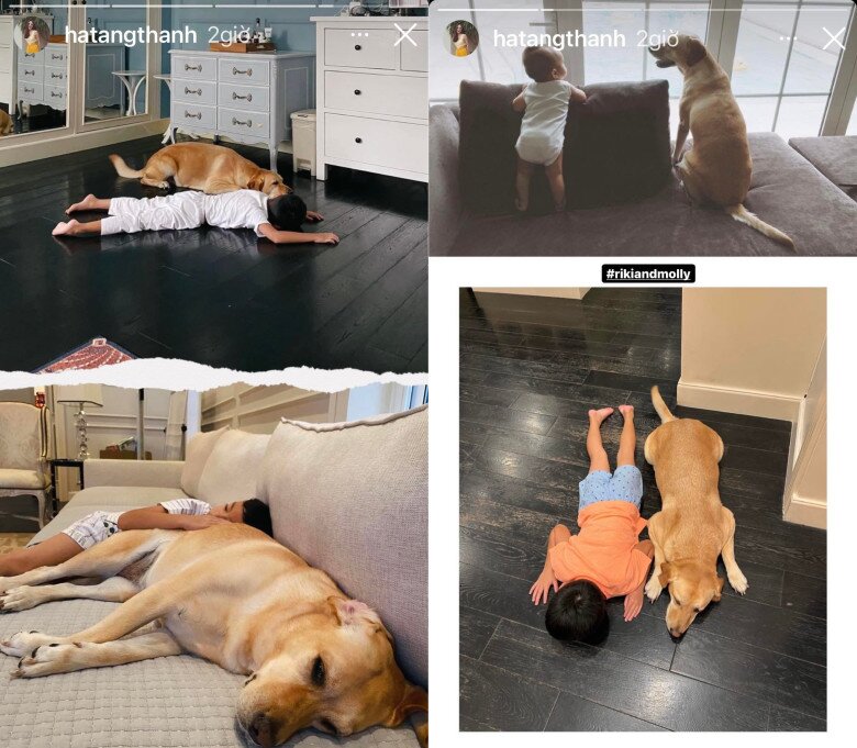 Tăng Thanh Hà bật khóc tạm biệt chú chó cưng sau 13 năm nuôi dưỡng, Lệ Quyên gửi lời chia buồn 10 Hình ảnh Molly quấn quýt bên các em.