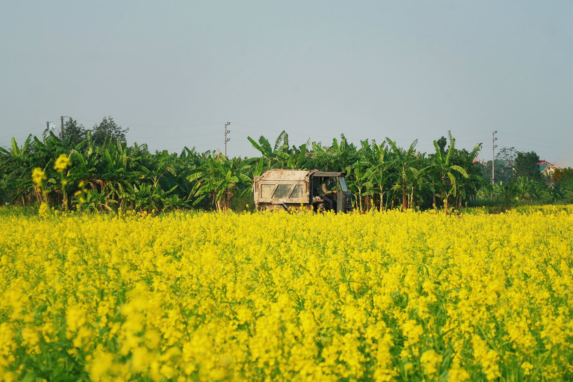 Cánh đồng hoa cải cách trung tâm Hà Nội 30km nở rộ, khách vượt xa đến check-in 4 Hoa cải vàng nở rộ trong khoảng 20-25 ngày, du khách nên tranh thủ ghé thăm để không bỏ lỡ mùa hoa đẹp