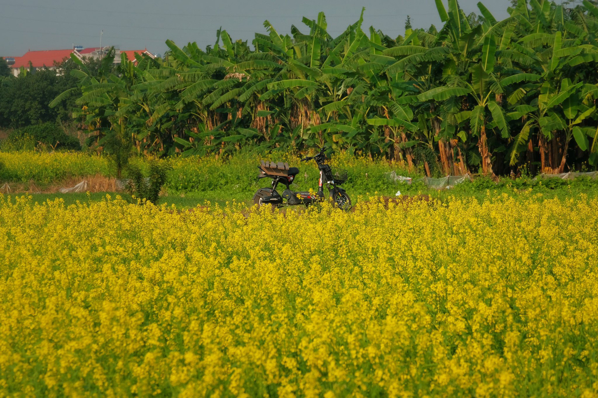 Cánh đồng hoa cải cách trung tâm Hà Nội 30km nở rộ, khách vượt xa đến check-in 5 Tới cánh đồng hoa cải vàng, du khách lưu ý giữ gìn cảnh quan, không giẫm lên hoa hay hái hoa, bẻ cành