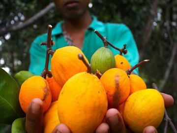 Cánh đồng hoa cải cách trung tâm Hà Nội 30km nở rộ, khách vượt xa đến check-in 6 Loại quả xưa rụng thối gốc không ai nhặt, giá rẻ như cho nay thành đặc sản thành phố, 150.000 đồng/kg vẫn cháy hàng