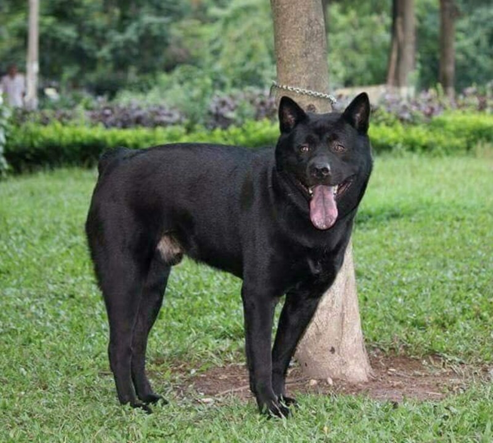 Tứ đại quốc khuyển Việt Nam nổi tiếng thông minh, có con góp sức trong cuộc khởi nghĩa Lam Sơn của vua Lê Lợi 2 Chó Mông cộc hiện có giá bán khoảng 10 triệu đồng.