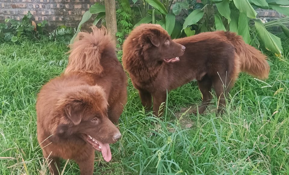 Tứ đại quốc khuyển Việt Nam nổi tiếng thông minh, có con góp sức trong cuộc khởi nghĩa Lam Sơn của vua Lê Lợi 3 Một chú chó Bắc Hà trưởng thành có giá bán từ 10 triệu đồng trở lên, mẫu mã đẹp có thể trên 20 triệu đồng.