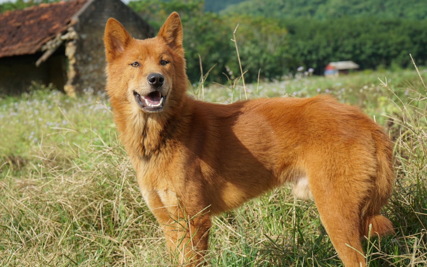 Tứ đại quốc khuyển Việt Nam nổi tiếng thông minh, có con góp sức trong cuộc khởi nghĩa Lam Sơn của vua Lê Lợi 4 Giống chó này có giá bán lên tới hàng chục triệu đồng cho giống thuần chủng đẹp.