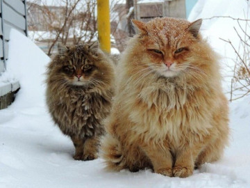 Tứ đại quốc khuyển Việt Nam nổi tiếng thông minh, có con góp sức trong cuộc khởi nghĩa Lam Sơn của vua Lê Lợi 5 5 giống mèo khổng lồ được người chơi thú cưng săn đón, có con là Hoa hậu của loài mèo, giá bán lên tới hàng tỷ đồng