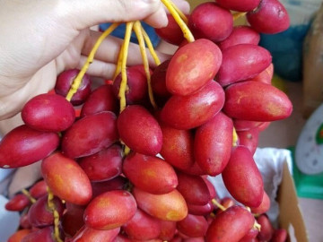 Loại quả căng mọng đắt đỏ nhất Việt Nam, nhìn vừa quen vừa lạ giá tận 700.000 đồng/kg vẫn cháy hàng