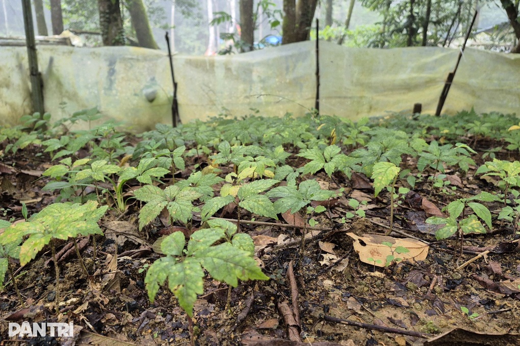 Sâm Ngọc Linh trên đỉnh Pù Rinh, sinh kế mới cho người giữ rừng Thanh Hóa - 2