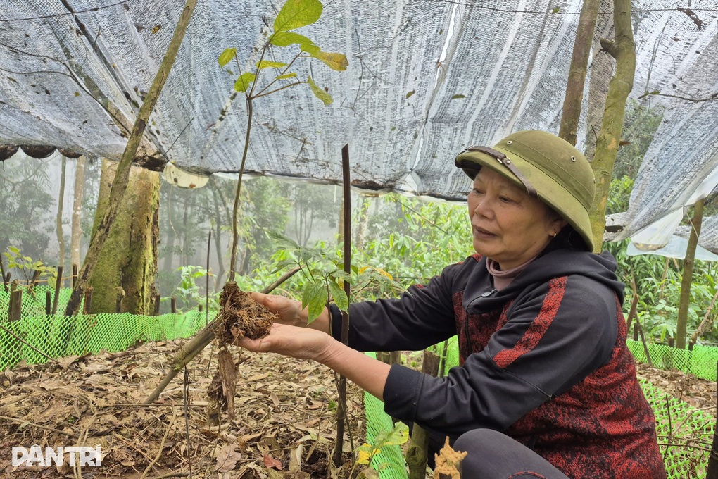 Sâm Ngọc Linh trên đỉnh Pù Rinh, sinh kế mới cho người giữ rừng Thanh Hóa - 3