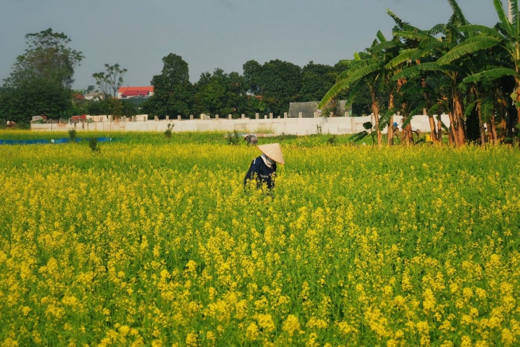 Những ngày đầu đông, cánh đồng hoa cải vàng ở xã Thuận An - cách trung tâm Hà Nội khoảng 30km - đồng loạt nở rộ, tạo bối cảnh chụp hình đẹp, hút khách check-in