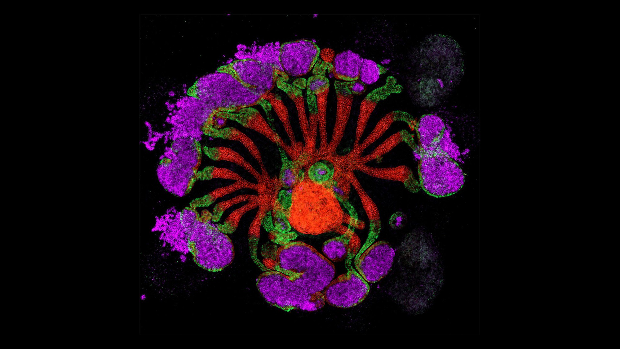 ảnh khoa học - Ảnh 3.