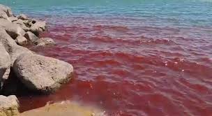 1766129427 671 Mua mau nhuom do ca bai bien nguoi dan so