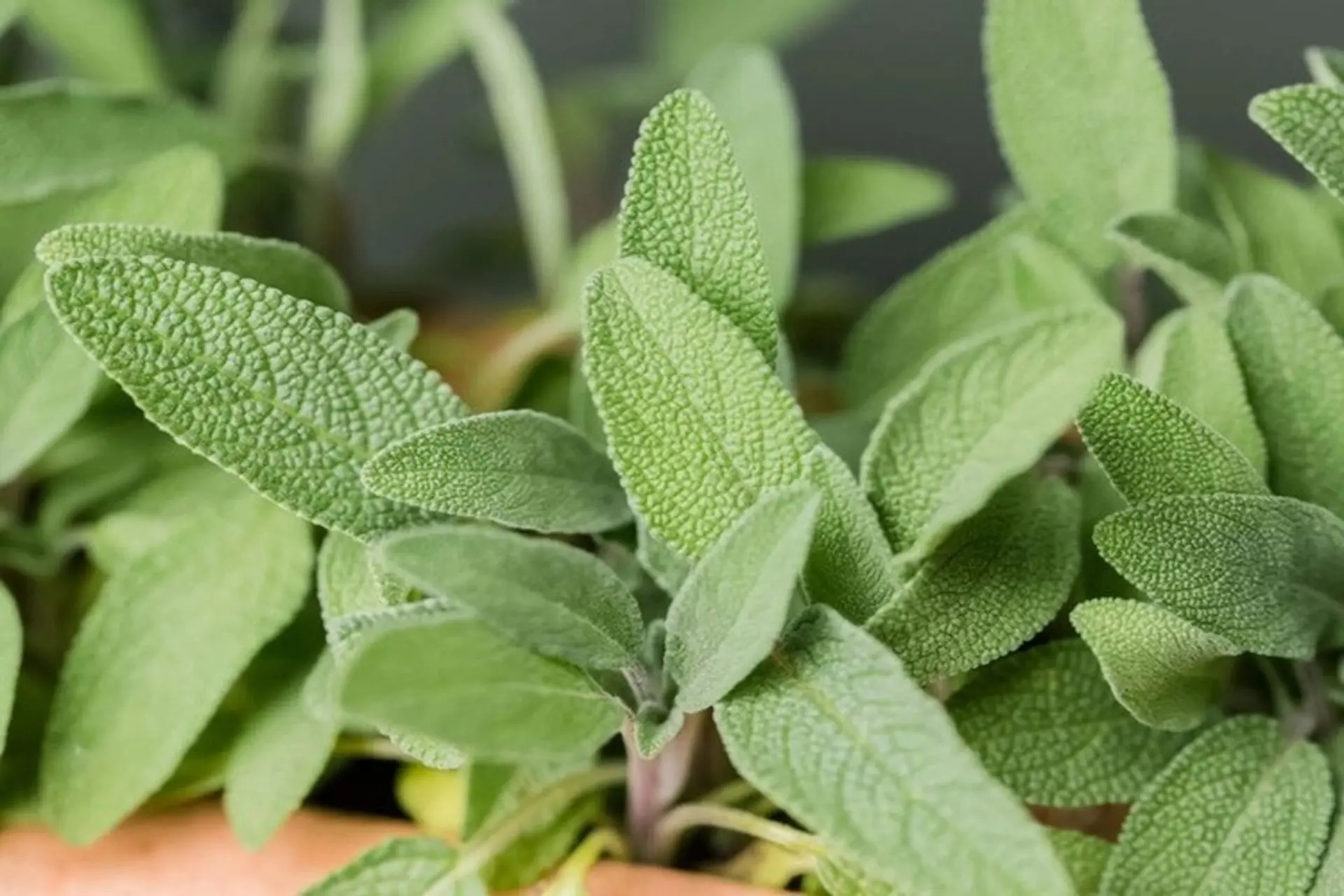 Chuột rất sợ 7 loại cây này: Muốn đuổi chuột, hãy trồng ít nhất 1 loại- Ảnh 5.