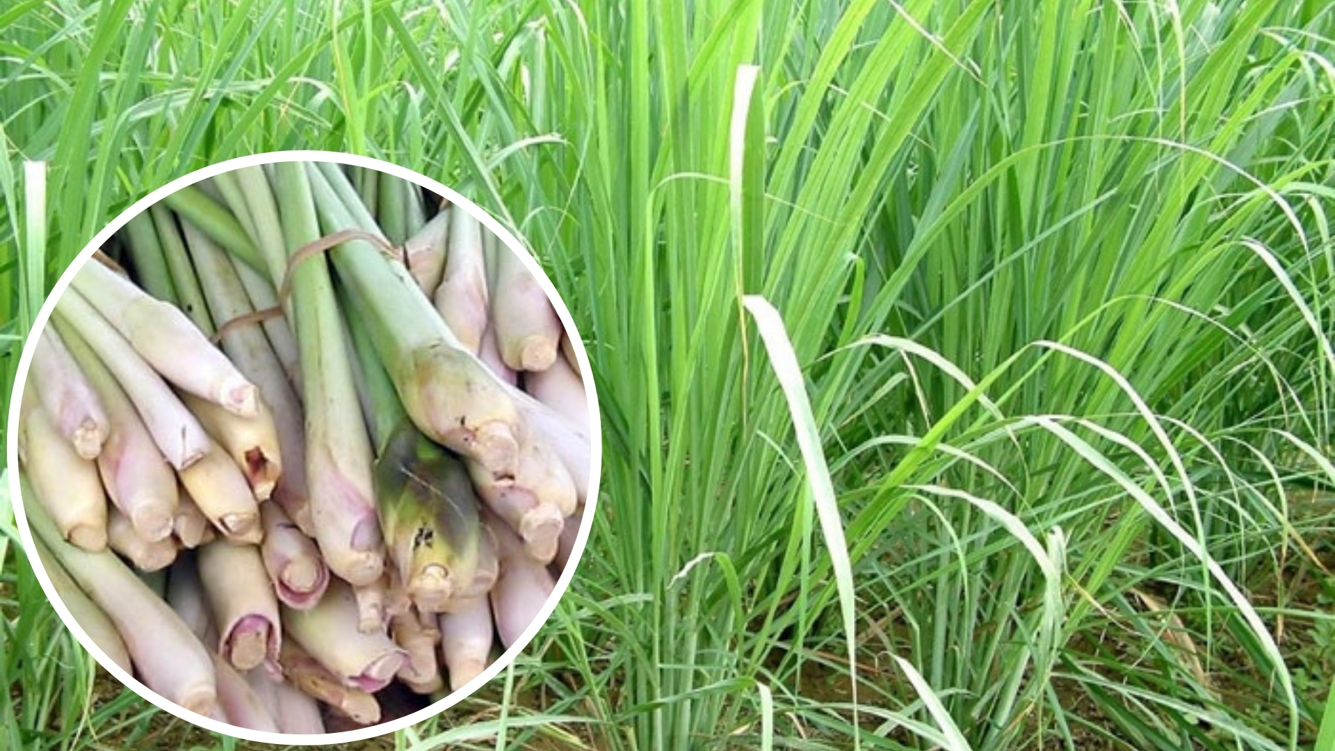 Chuột rất sợ 7 loại cây này: Muốn đuổi chuột, hãy trồng ít nhất 1 loại- Ảnh 7.