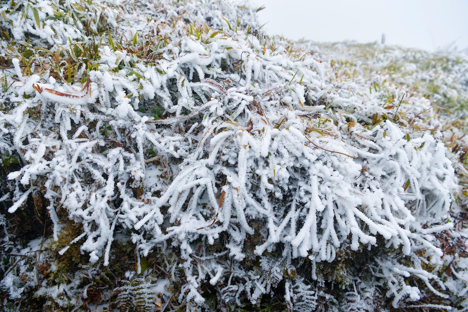 Cảnh tượng tuyết phủ trắng nóc nhà, lối đi ở Fansipan đầu năm nay: Dân tình càng hừng hực khí thế đi 