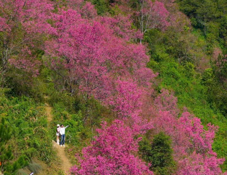 Loài hoa báo Tết của người H'Mông bung nở khắp núi rừng - 2