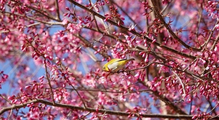 Loài hoa báo Tết của người H'Mông bung nở khắp núi rừng - 3