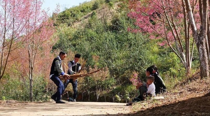 Loài hoa báo Tết của người H'Mông bung nở khắp núi rừng - 5