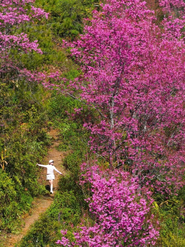 Loài hoa báo Tết của người H'Mông bung nở khắp núi rừng - 7