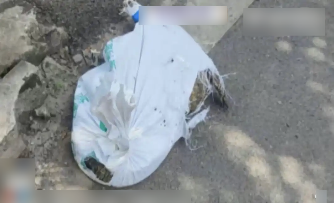 Nhận 97.000 đồng để giao... 1 con cá sấu, shipper gặp nguy khi đơn hàng bất ngờ sống dậy giữa đường đi- Ảnh 2.