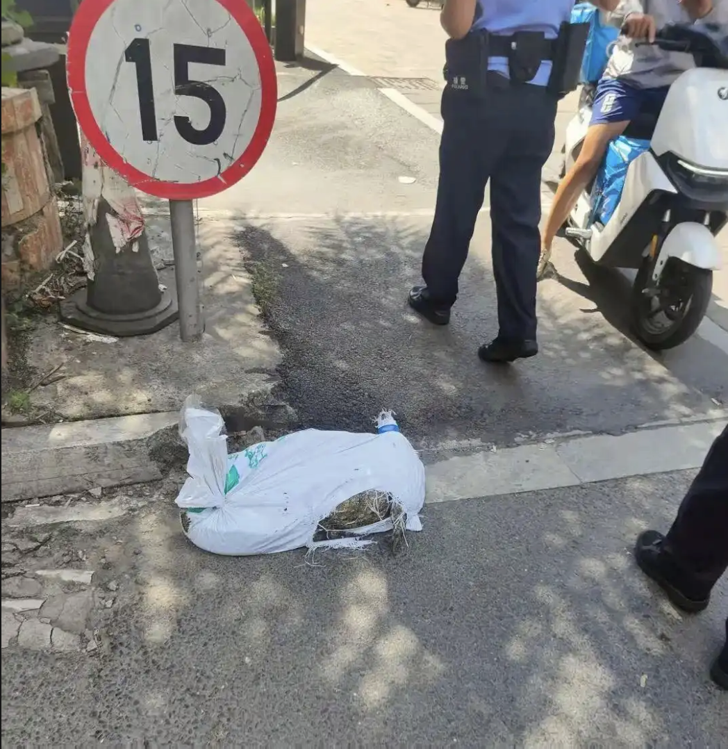 Nhận 97.000 đồng để giao... 1 con cá sấu, shipper gặp nguy khi đơn hàng bất ngờ sống dậy giữa đường đi- Ảnh 5.