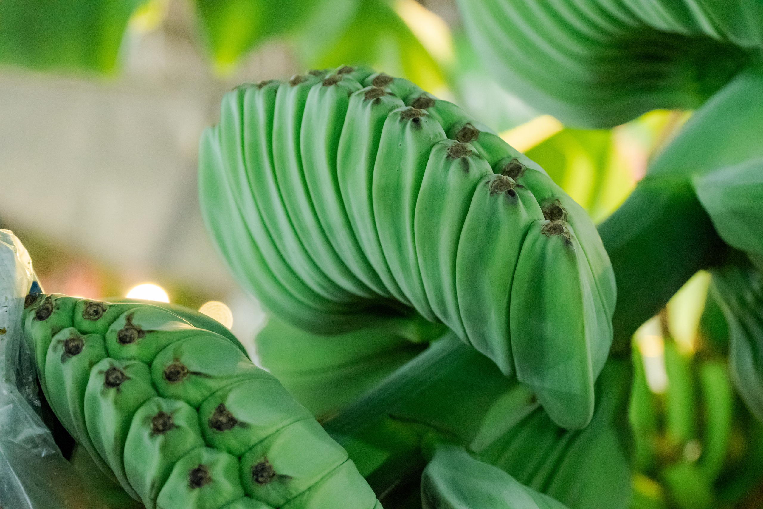 VIDEO: Bưởi tiến vua, na mùi sầu riêng, chuối bàn tay Phật giá dưới 1 triệu “đổ bộ” TPHCM dịp Tết 2026 - Ảnh 5.