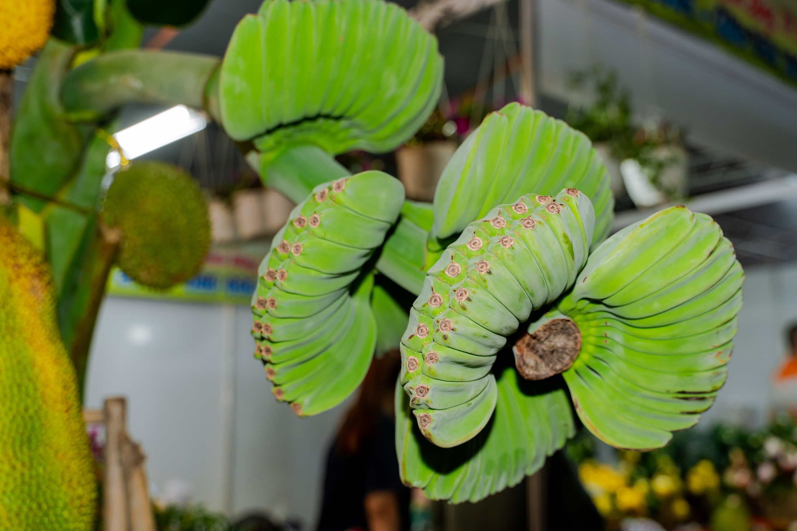 VIDEO: Bưởi tiến vua, na mùi sầu riêng, chuối bàn tay Phật giá dưới 1 triệu “đổ bộ” TPHCM dịp Tết 2026 - Ảnh 6.