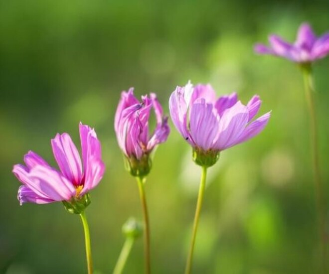 Cách khôn ngoan nhất để xoay chuyển vận mệnh: Gói gọn trong 3 câu nói này - 3