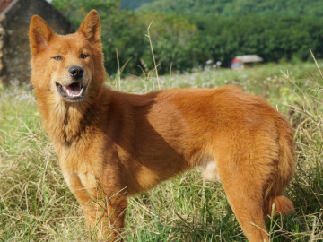 24 giờ ở Tam Đảo: Vừa ăn vừa chơi chỉ vài trăm nghìn đồng, góc nào cũng là background để sống ảo 9 Tứ đại quốc khuyển Việt Nam nổi tiếng thông minh, có con góp sức trong cuộc khởi nghĩa Lam Sơn của vua Lê Lợi