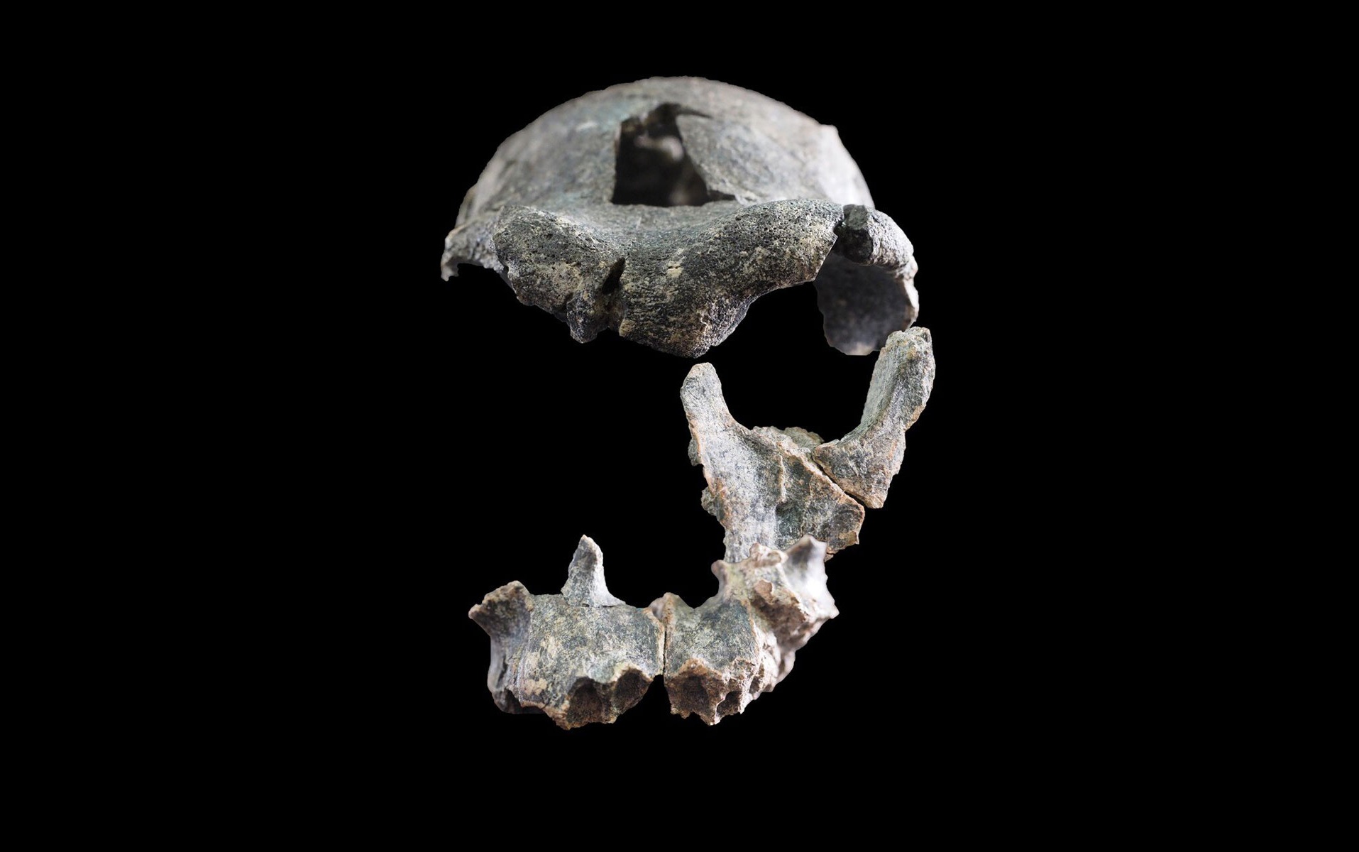 Phát hiện hài cốt bất thường của loài tổ tiên người hiện đại- Ảnh 1. Phát hiện hài cốt bất thường của loài tổ tiên người hiện đại- Ảnh 1.