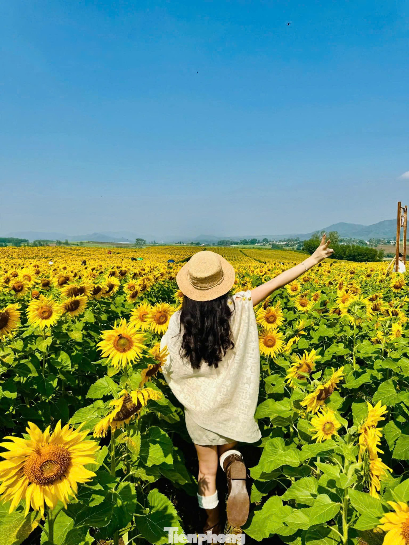 Bạn trẻ check-in amp;#34;biển hoa mặt trờiamp;#34; lớn nhất Việt Nam - 8