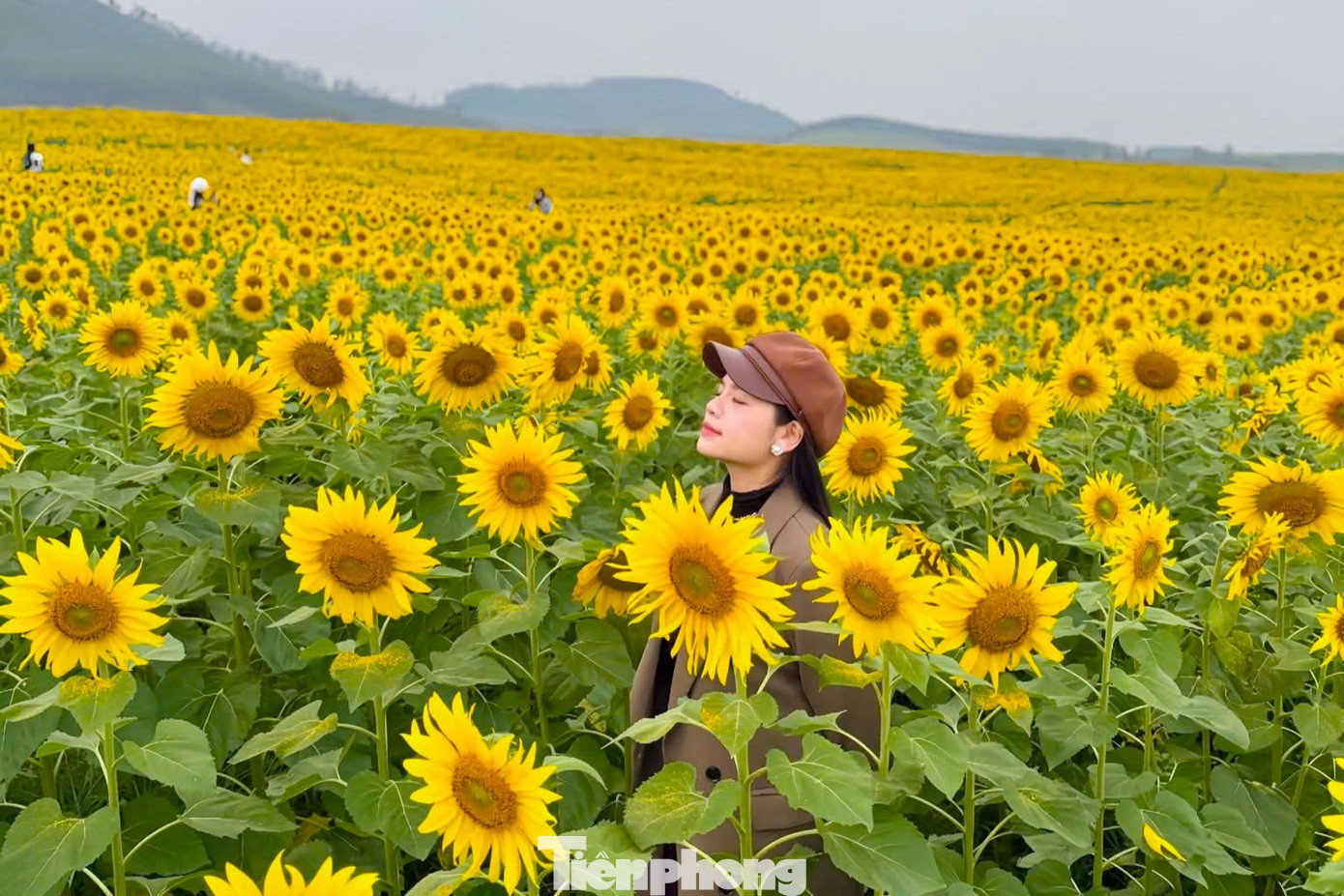 Bạn trẻ check-in amp;#34;biển hoa mặt trờiamp;#34; lớn nhất Việt Nam - 13