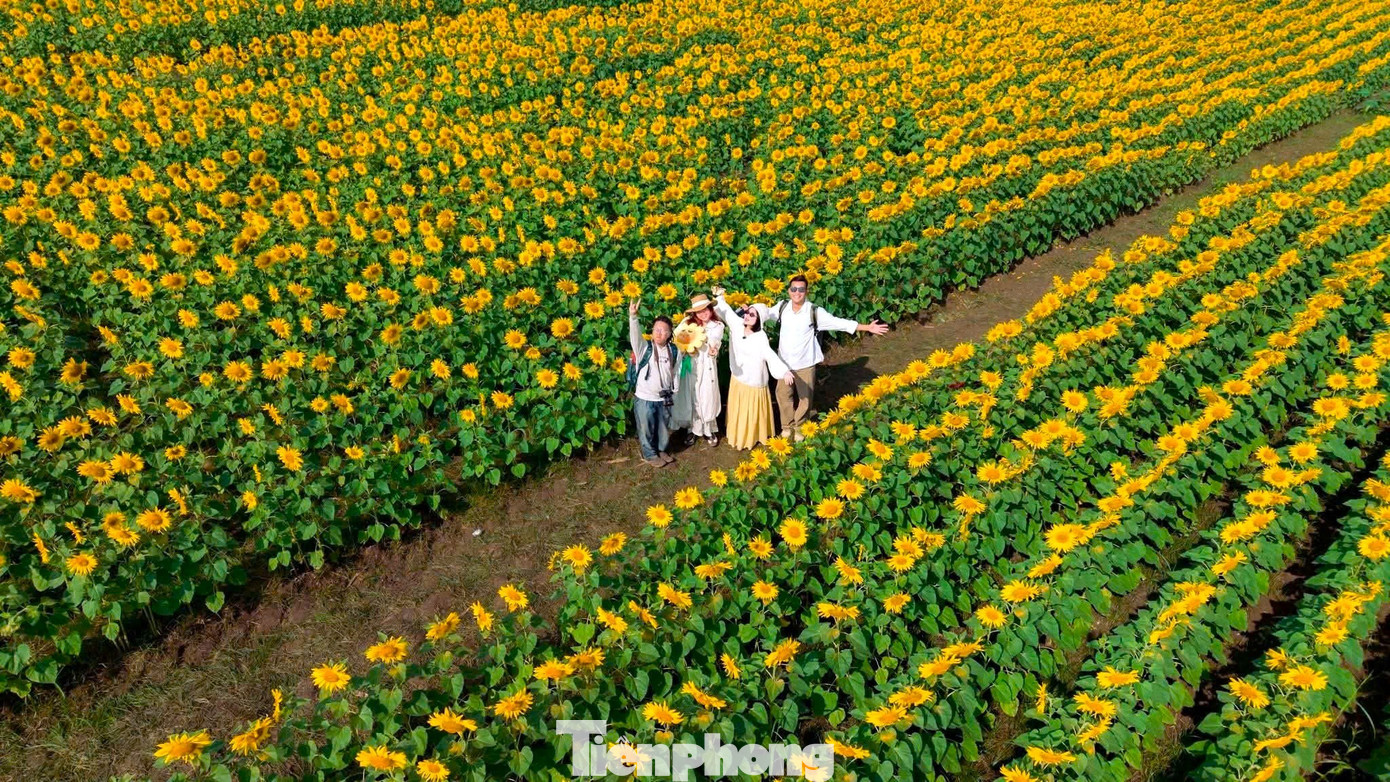 Theo người dân địa phương, hoa hướng dương ở Nghĩa Lâm thường nở rộ từ tháng 12 dương lịch và kéo dài đến khoảng tháng 1 năm sau. Mỗi mùa hoa nở, lượng khách đổ về ngày một đông, tạo nên không khí sôi động hiếm thấy ở một vùng quê miền Tây Nghệ An vốn yên bình.