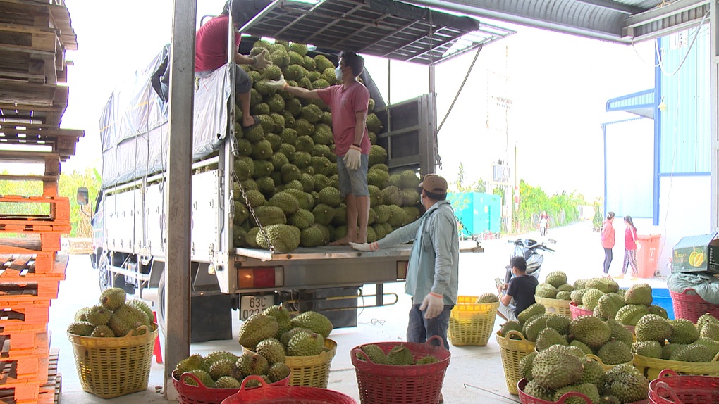 Nghịch lý sầu riêng: Được mùa nhưng doanh nghiệp đói hàng xuất khẩu - 2