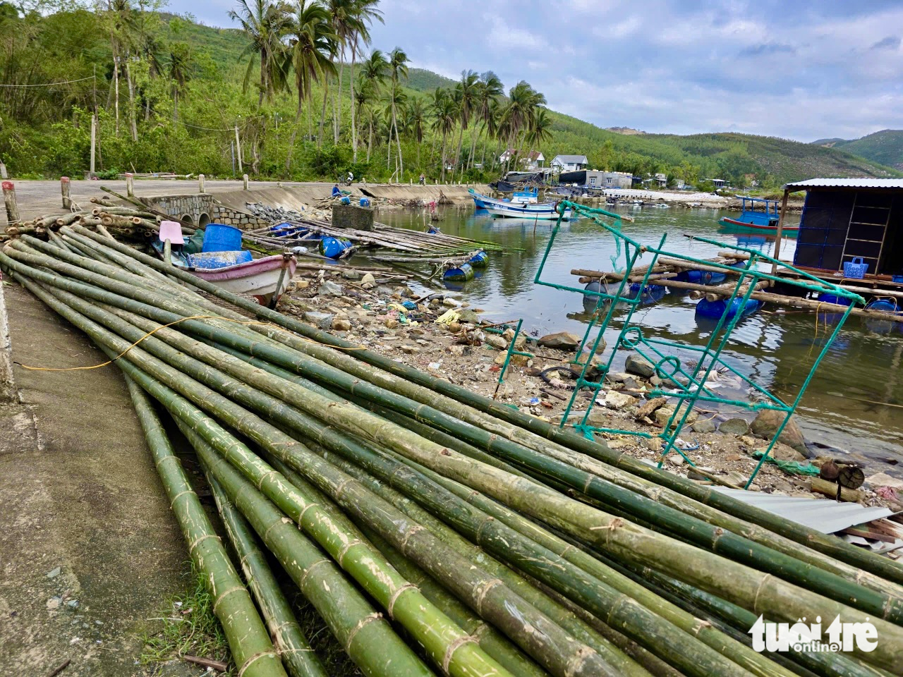 tôm hùm - Ảnh 5.