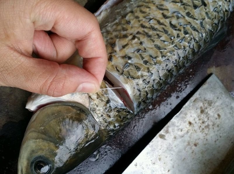 Chỉ cần rút sợi dây này là cá bớt tanh, nấu kiểu gì cũng thơm ngon - Rất nhiều người vẫn chưa biết- Ảnh 2. Chỉ cần rút sợi dây này là cá bớt tanh, nấu kiểu gì cũng thơm ngon - Rất nhiều người vẫn chưa biết- Ảnh 2.