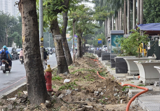 Hàng cây xanh trên đường Hoàng Minh Giám được cắt tỉa để di dời. Ảnh: Võ Hải