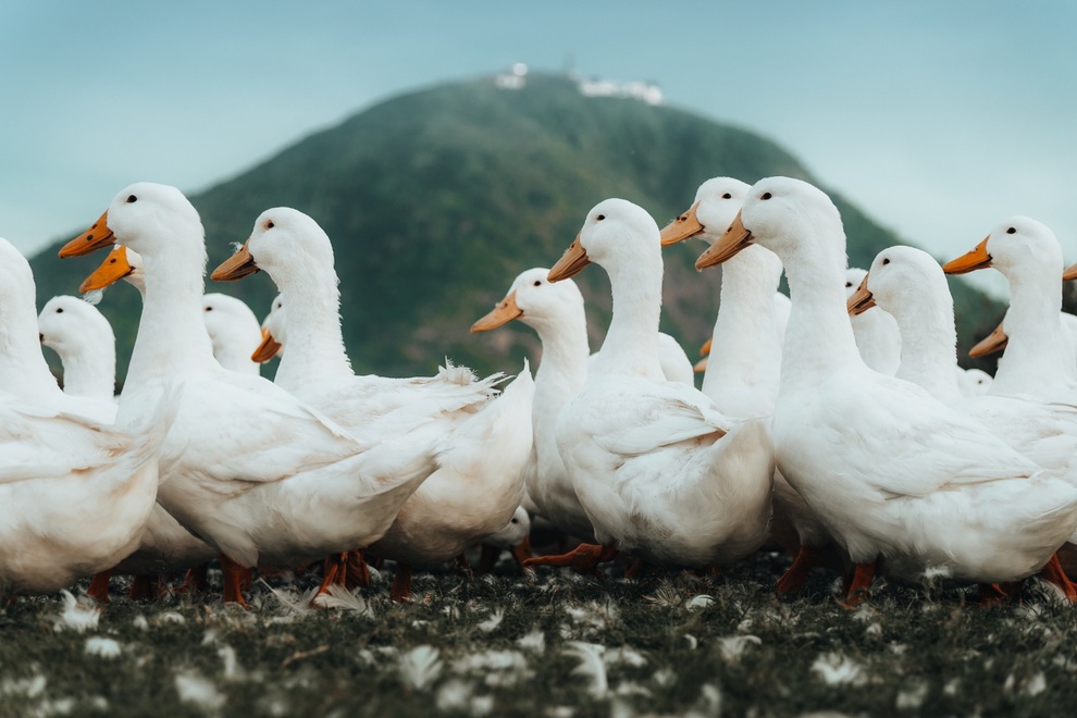 Đàn vịt 3.000 con trắng như bông tuyết ở Tây Ninh, nhiều người nghĩ ảnh giả - 3