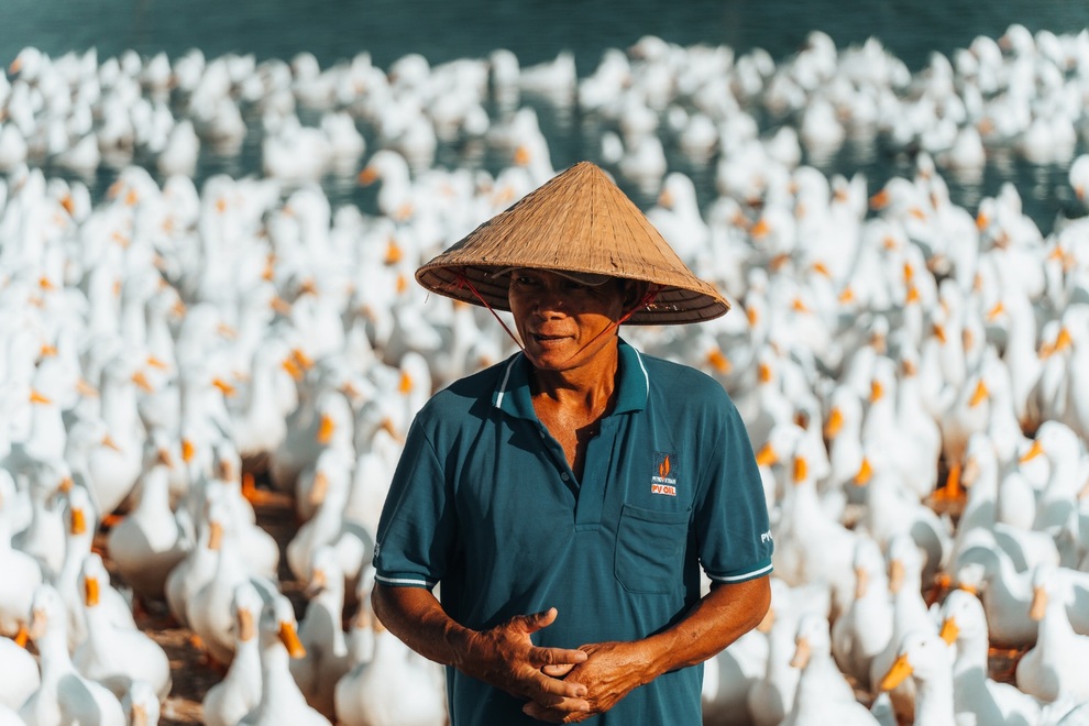 Đàn vịt 3.000 con trắng như bông tuyết ở Tây Ninh, nhiều người nghĩ ảnh giả - 4