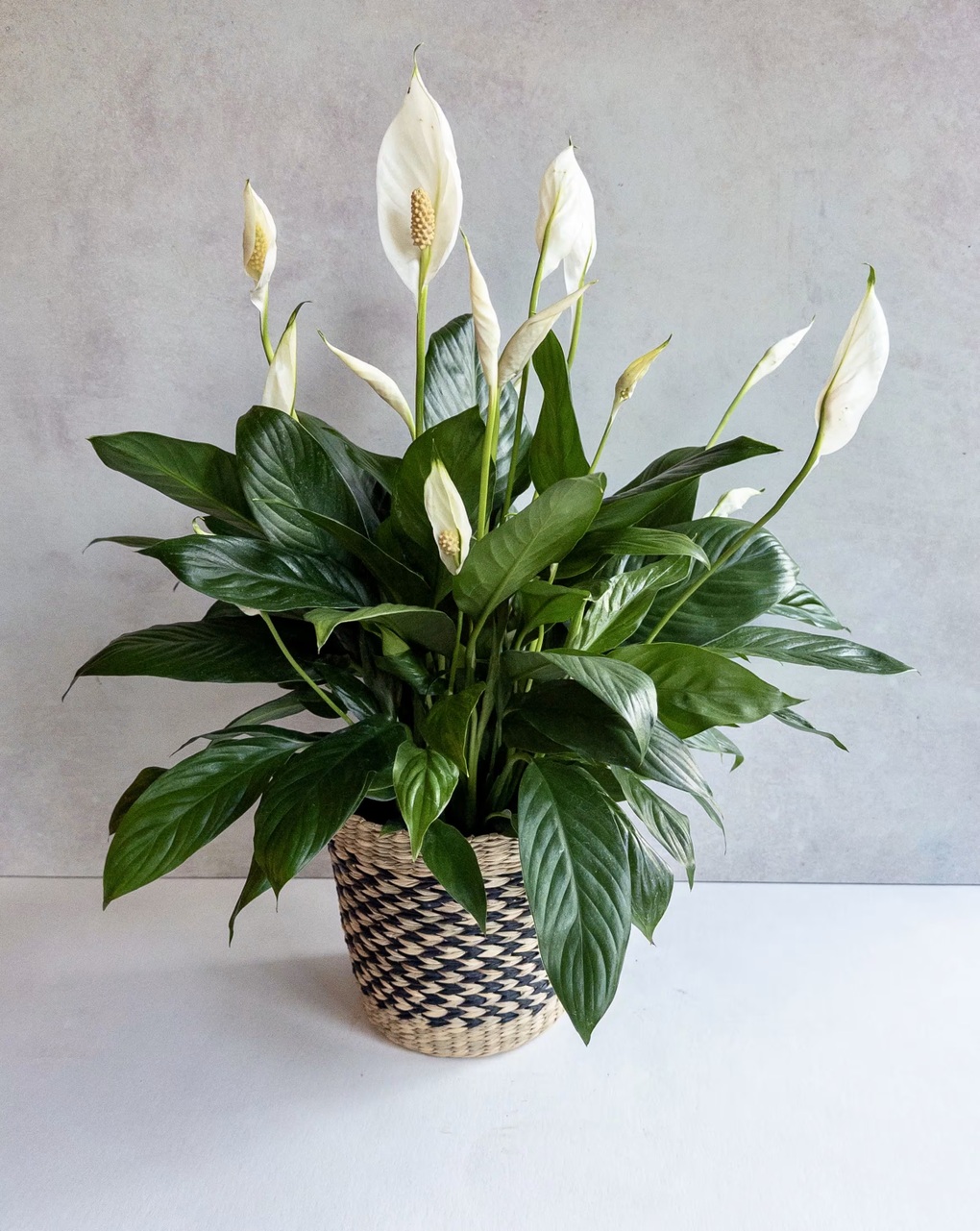 5 loại cây cảnh đem may mắn cho không gian sống đầu năm mới - 5