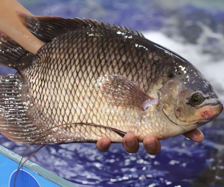 Cá tai tượng là loại cá nước ngọt có hình dáng khá đặc biệt.