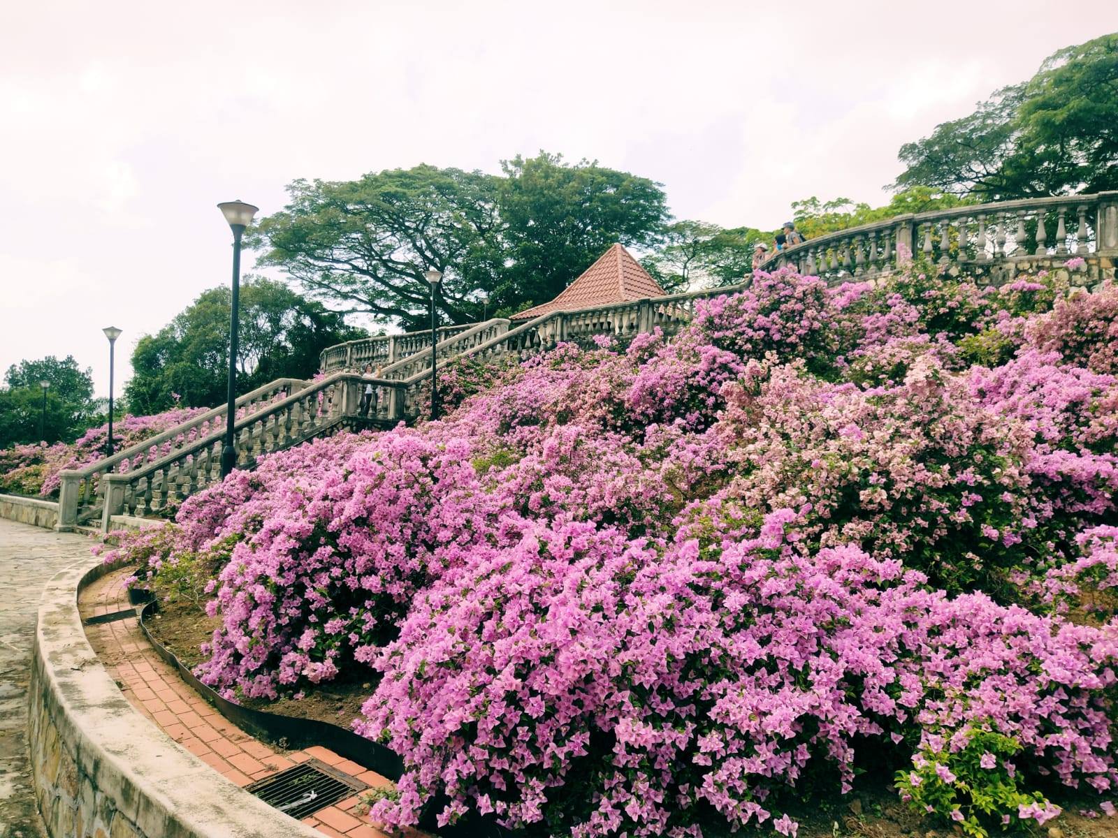 Loại cây được Singapore đánh giá là 