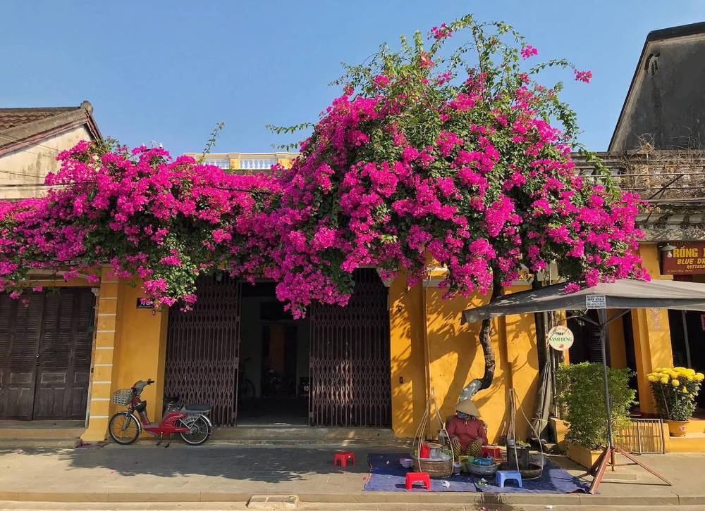 Loại cây được Singapore đánh giá là 