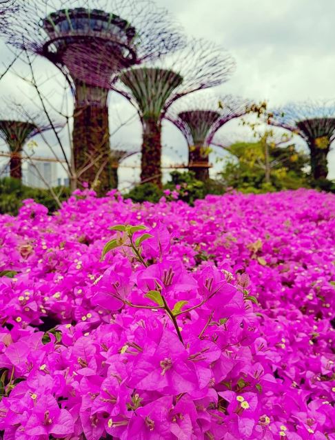 Loại cây được Singapore đánh giá là 