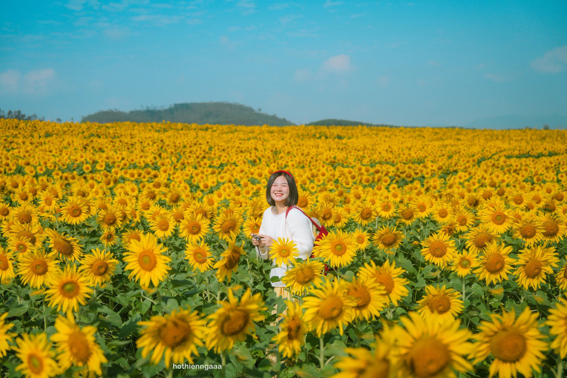Cánh đồng hoa hướng dương ở Nghệ An cách Hà Nội 250km , điểm check - in lý tưởng - Ảnh 2.