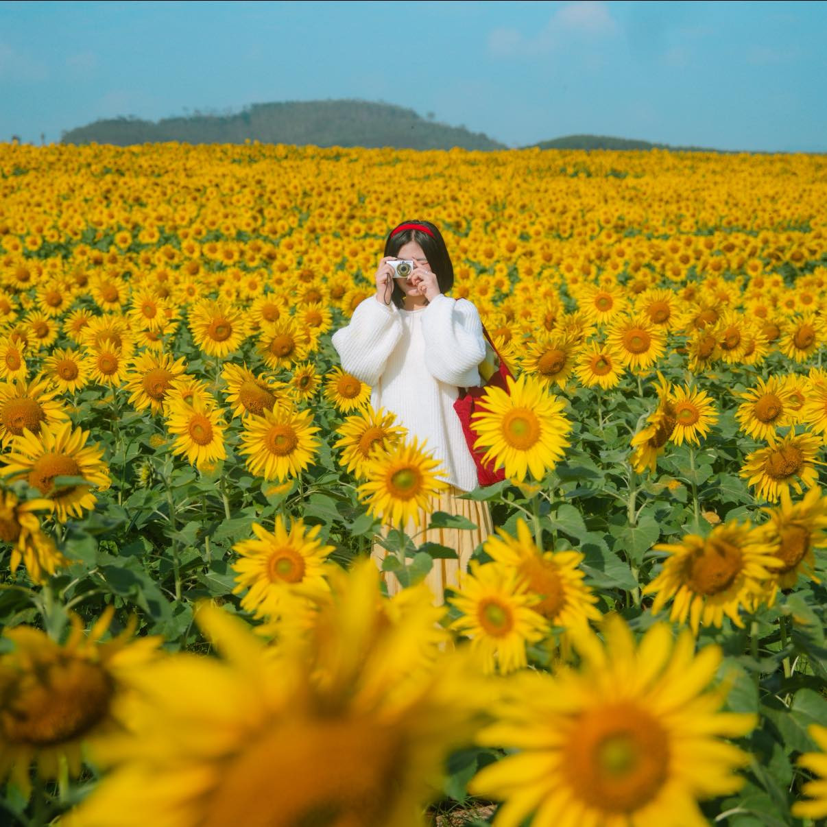 Cánh đồng hoa hướng dương ở Nghệ An cách Hà Nội 250km , điểm check - in lý tưởng - Ảnh 3.