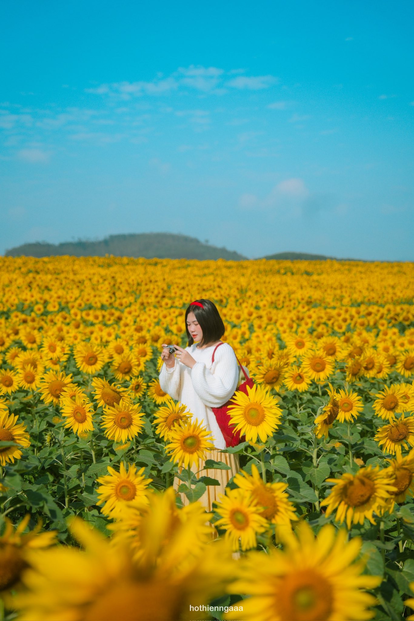 Cánh đồng hoa hướng dương ở Nghệ An cách Hà Nội 250km , điểm check - in lý tưởng - Ảnh 4.