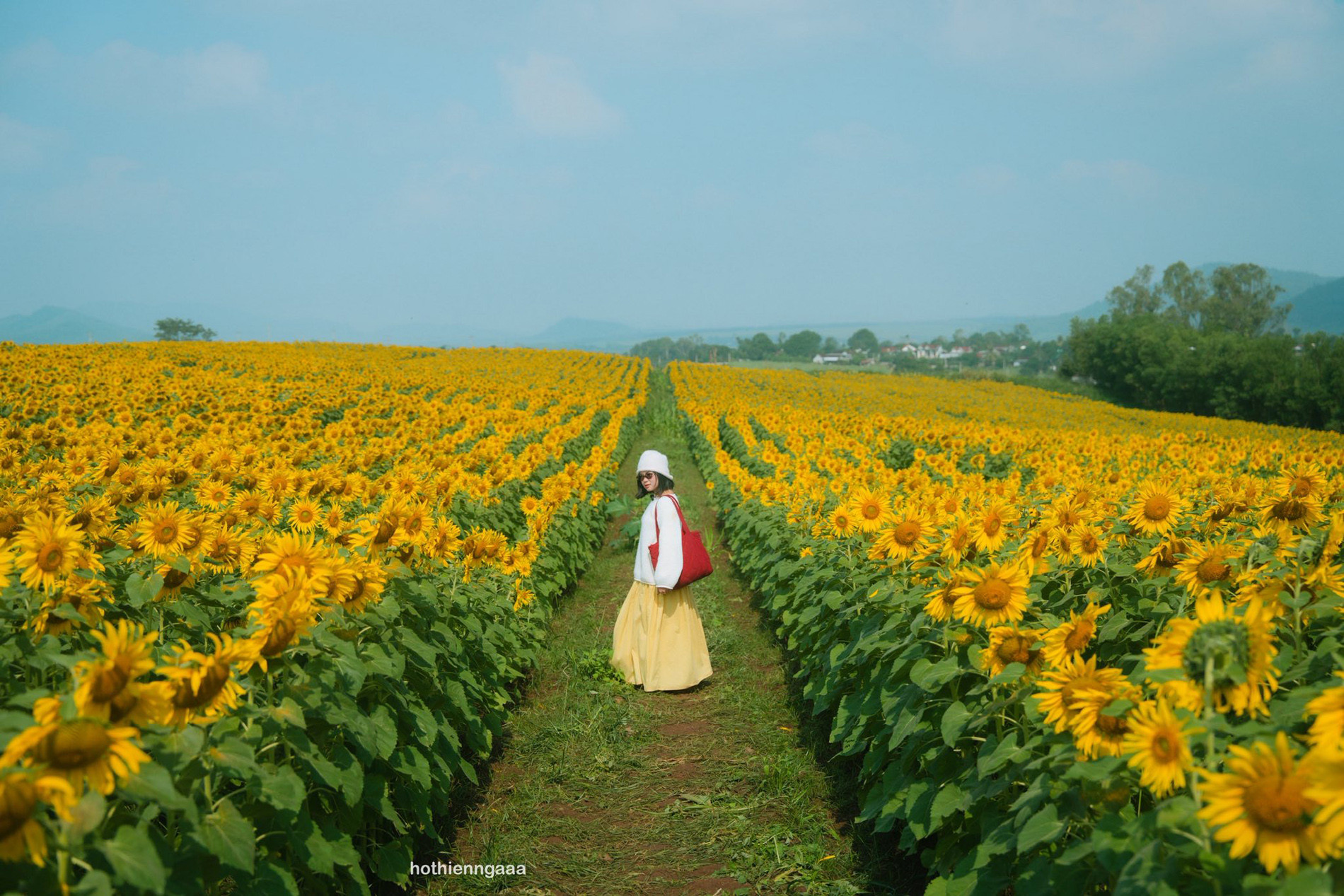 Cánh đồng hoa hướng dương ở Nghệ An cách Hà Nội 250km , điểm check - in lý tưởng - Ảnh 6.