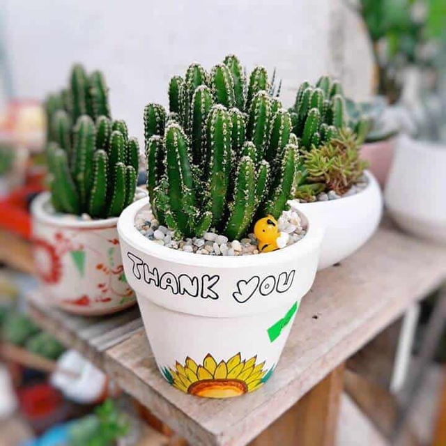 4 cây cảnh không để ở trong phòng ngủ vì ảnh hưởng không tốt cho gia chủ: 1 loại cây rất được yêu thích- Ảnh 2.