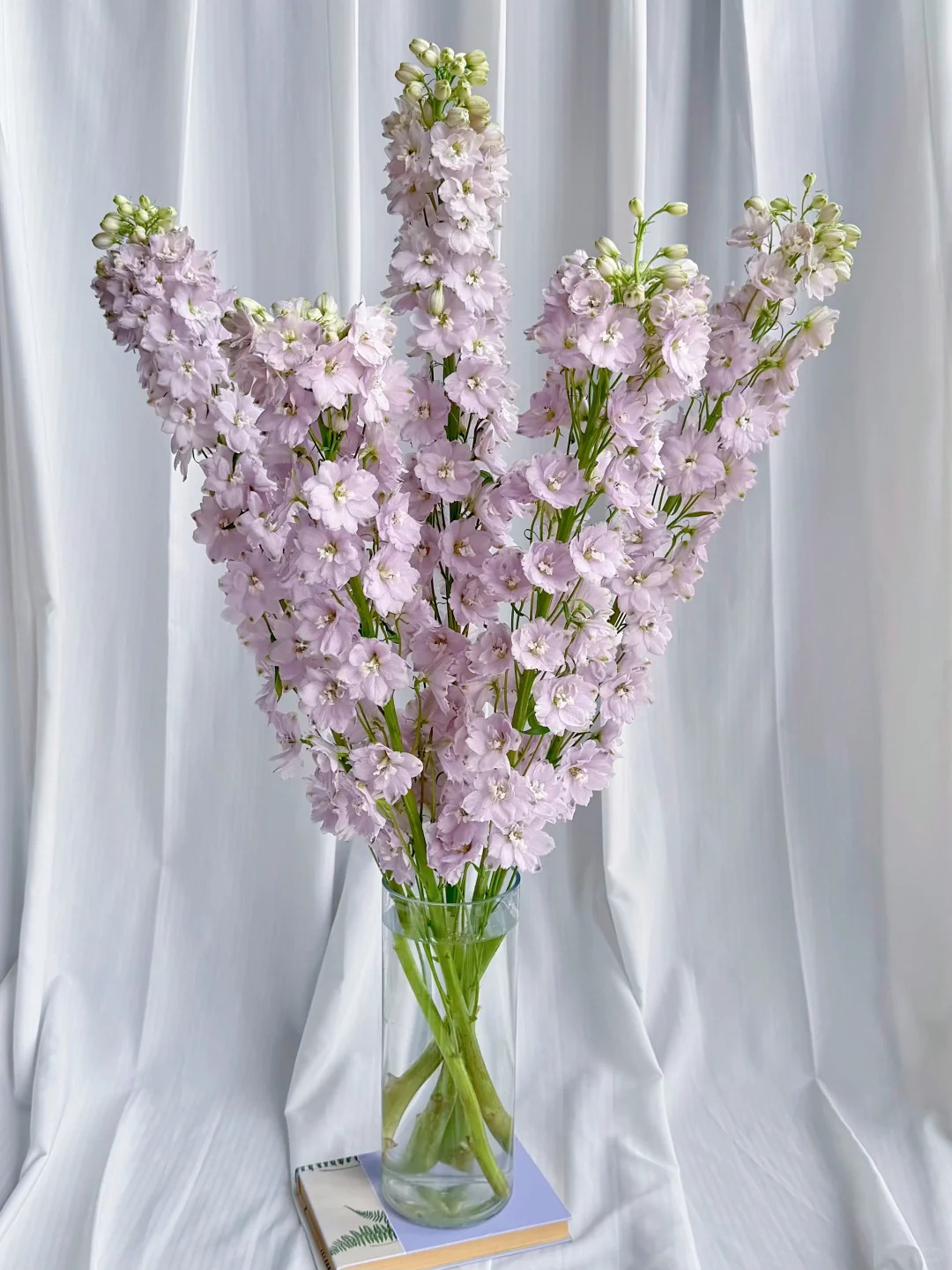 Muốn nhà sang như Tây dịp Tết, thử ngay phi yến xanh: Người mới chơi chớ dại mua loại này kẻo 