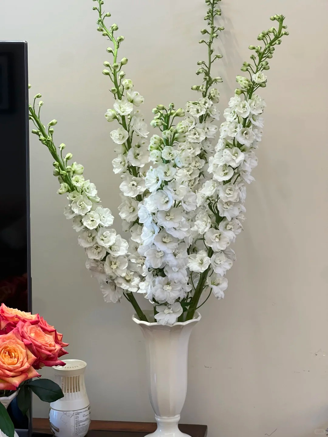 Muốn nhà sang như Tây dịp Tết, thử ngay phi yến xanh: Người mới chơi chớ dại mua loại này kẻo 